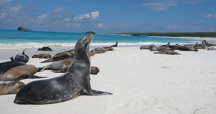 Bahia Gardner Islas Galapagos